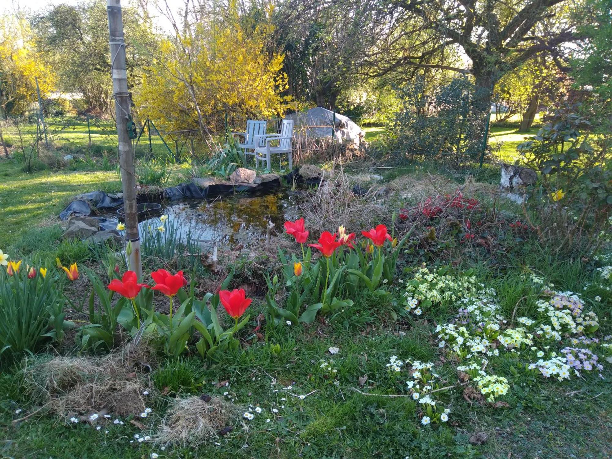 Dinant La Bergeronnette Avec La Chaleur Du Feu De Bois Et Le Jardin Villa Phòng bức ảnh